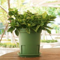 國產圓形青山盆控根盆不爛根月季盆PP樹脂花盆綠植種植花盆