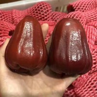 海南三亞黑金剛蓮霧樹上礦泉水3-5斤產地直發(fā)熱帶水果非臺灣蓮霧