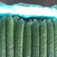 日銷40000斤黃瓜，求貨源