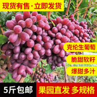 現(xiàn)摘西昌克倫生葡萄軟籽紅提子新鮮整箱5斤包裝應季水果產(chǎn)地發(fā)貨