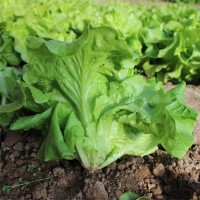 供應新鮮生菜 天然種養 生菜 綠色食品 批發價格優惠