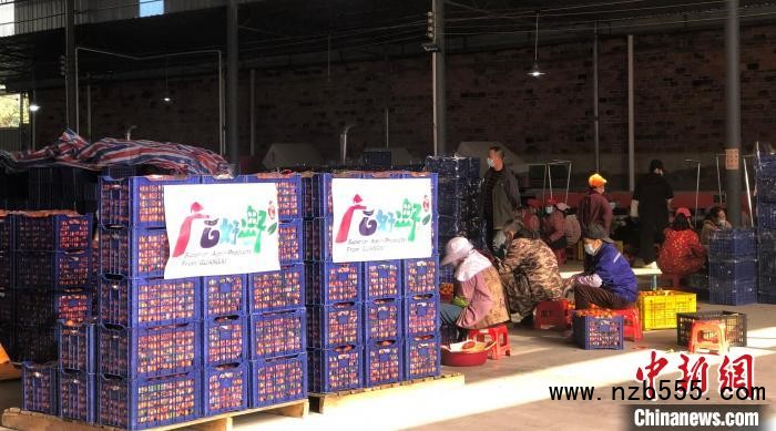 資料圖：廣西柑橘熱銷。　廣西農業農村廳供圖