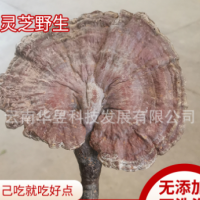 云南特產野靈芝干貨2021新深山采摘朵型完整產地一手貨源批發(fā)全國