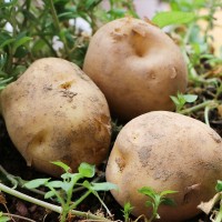 包郵湖北恩施農家小土豆 現(xiàn)挖新鮮黃心馬鈴薯 5斤高山迷你小土豆 2件起批