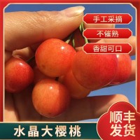 代理水晶順豐新鮮水果批發(fā)煙臺(tái)美早大櫻桃大果大果5斤大連車?yán)遄? onmouseover=