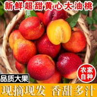 現(xiàn)摘黃肉油桃新鮮脆甜可口應(yīng)季水果甜桃子脆桃非毛桃桃子3/5斤裝  2件起批