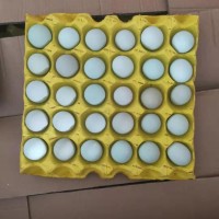 精品小綠殼蛋，凈重30-35斤，日撿日發(fā)