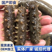 廠家批發(fā)詩慧坊國(guó)產(chǎn)即食海參 海鮮非淡干刺參國(guó)產(chǎn)深海鮮食海參