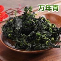 現(xiàn)貨脫水蔬菜40*40萬年青菜干 免費拿樣熱風干燥脫水菜芯萬年青