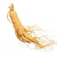 長白山人參之鄉新鮮人參野山參煲湯泡酒白參保鮮參包郵