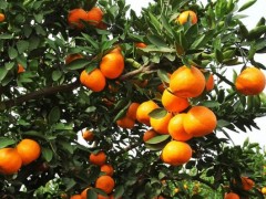 南方種什么水果賺錢最快？水果種植的致富密碼