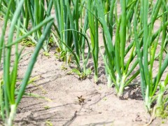 自家種植什么蔬菜容易高產?