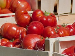 大棚種植西紅柿，如何管控病蟲害問(wèn)題？