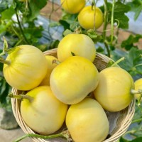 皮薄肉厚超滿足甜瓜的軟糯西安品茶喝茶工作室甜潤(rùn)藏著夏日浪漫