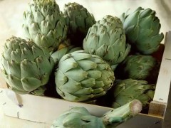 洋薊的種植時間及方法