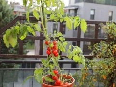 圣女果苗種植秘籍：從種子到豐收的浪漫之旅