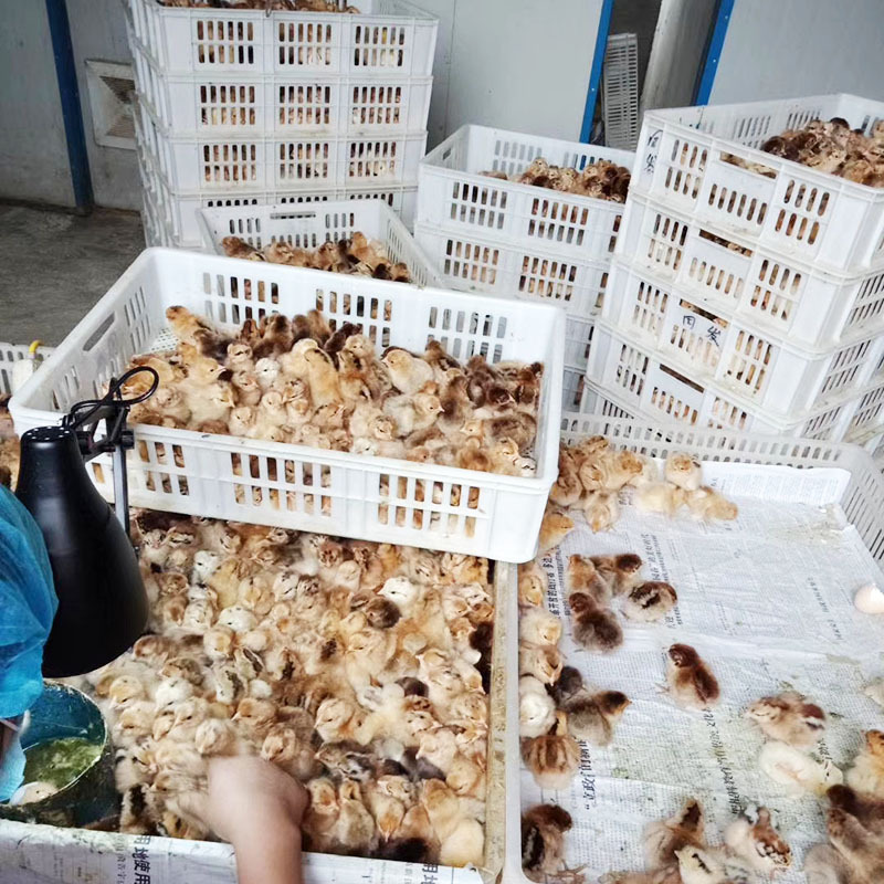 O1CN01pbeeQl1J7nuyaC1f4_!!2217854640982-0-cib (1)