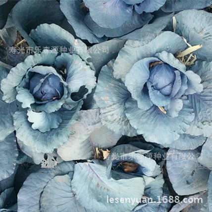 2507886546_938487138