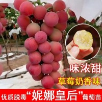 山東供應妮娜皇后嫁接葡萄苗（0.5以上一級苗）優(yōu)質(zhì)妮娜公主葡萄