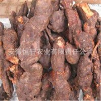 批發藥材種苗 何首烏種苗 何首烏秧苗包回收 適應廣 易管理