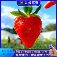 源頭工廠盆栽草莓種子草籽四季通用新鮮紅果白果奶油批發(fā)