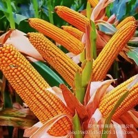 玉米專用復合肥批發農用控釋復合肥玉米摻混肥緩釋玉米一 次性追肥