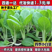 四季小白菜種孑綠葉甜白菜種籽農(nóng)家菜園青菜籽種陽(yáng)臺(tái)盆栽蔬菜種孑