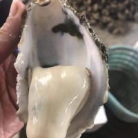 鮮活廣東湛江貝類(lèi)牡蠣生蠔半殼帶殼100斤商用生蠔地?cái)偀九l(fā)