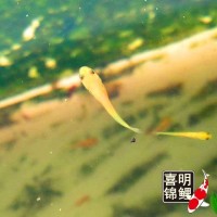 2025年喜明春季水花魚苗批發(fā)預訂往屆錦鯉水花成長過程分享