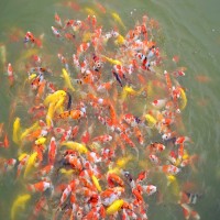 錦鯉魚苗漁場錦鯉苗種優(yōu)選好錦鯉小魚苗活體風水觀賞魚苗活體