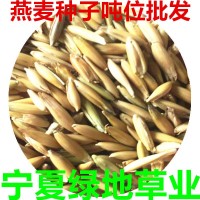 批發(fā)燕麥草種子白燕麥牧草種子飼用養(yǎng)殖牧草籽耐寒灰牧草燕麥種子