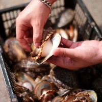 廠家直供3_12 鮑魚批發(fā) 福建東山帶殼活凍大鮑魚餐飲酒店食材供應