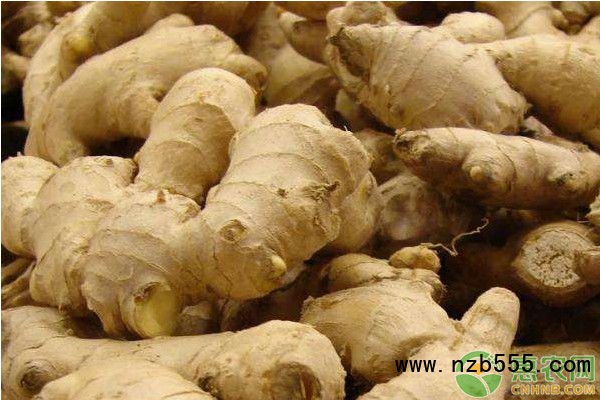  生姜栽培技術和管理-圖片版權歸惠農網所有