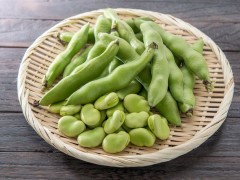 種植蠶豆需要幾天能發芽？