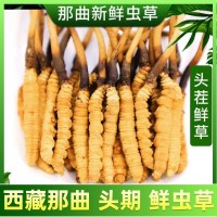 2024鮮蟲草批發(fā)西藏那曲新鮮冬蟲夏草泡水喝養(yǎng)生茶一手貨源代理