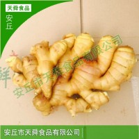 新鮮蔬菜月子姜 小黃姜保鮮姜山東廠家直供生姜 老姜現挖大黃姜