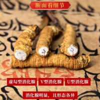 斷草純?nèi)夤?jié)冬蟲夏草 蟲草 冬蟲草 凍干 斷草斷大量批發(fā)高海拔