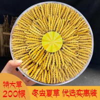 冬蟲夏草西藏那曲蟲草500根送禮青藏源頭批發一件代發天然滋補