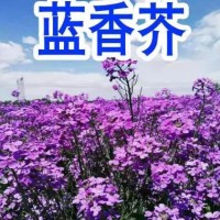 藍(lán)香芥花種子 歐亞香花芥 春秋播種 室外 庭院景觀花卉種子 花海植物種子 花鏡植物