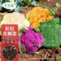 彩虹花椰菜種子紫花菜種籽春秋四季日本引進(jìn)黃菜花松花菜蔬菜種孑