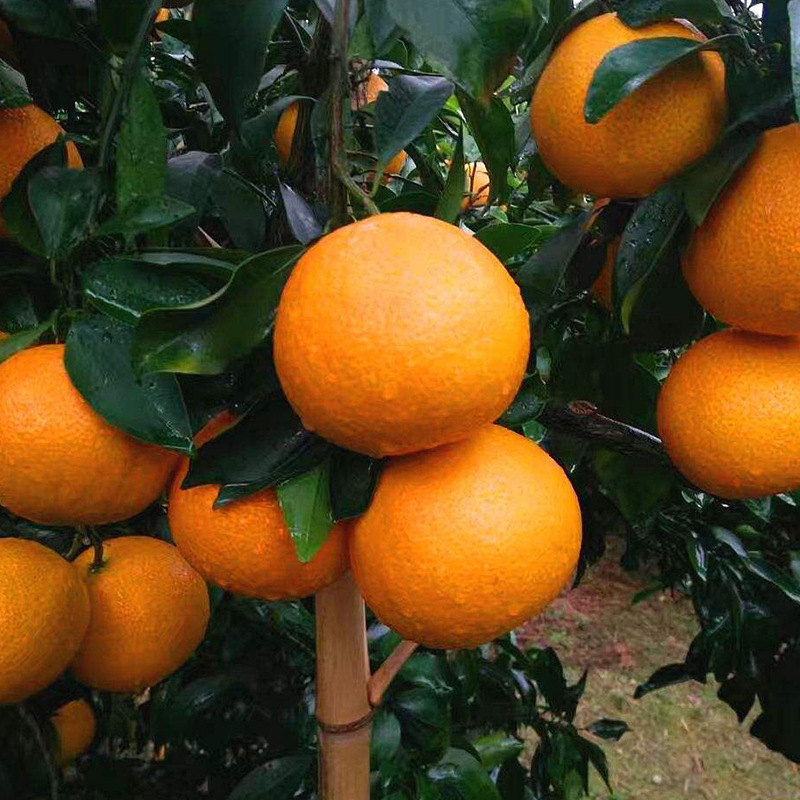 O1CN01VCuILq1t4tgcoTVdR_!!2200696375849-0-cib