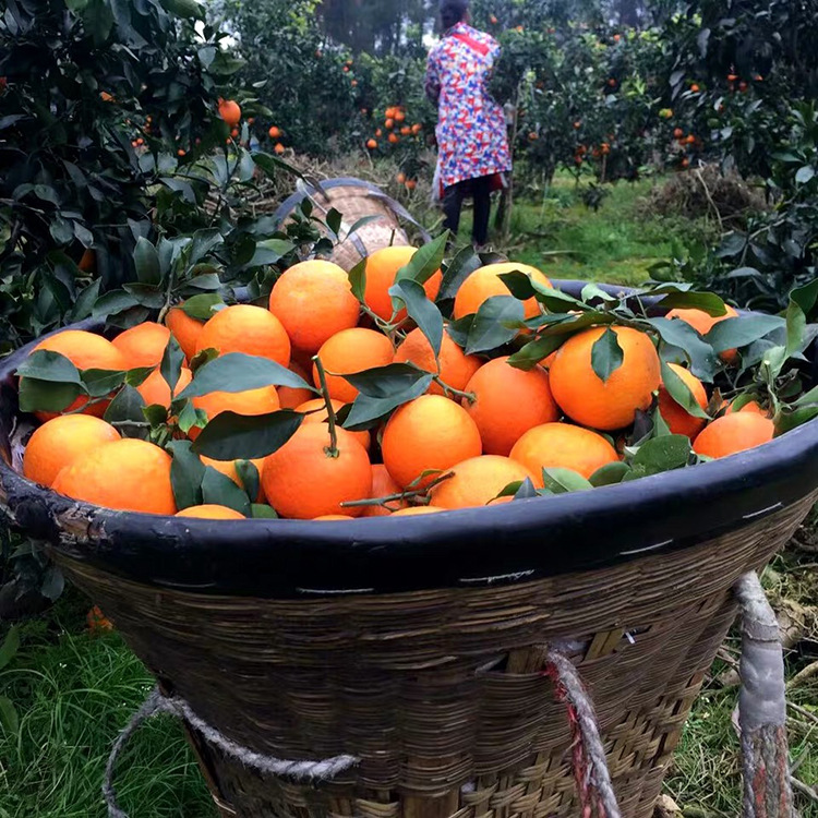 O1CN01fK64iB1t4tgcQL55h_!!2200696375849-0-cib