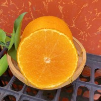 四川愛媛38號果凍橙9斤新鮮當(dāng)季橙子水果柑橘蜜桔手剝橙大果包郵