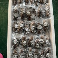 源頭工廠現貨批發口感Q彈鮮食海參鮮食刺參廠家代發即食海參500g