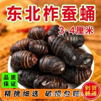 新鮮東北蟬蛹蠶蛹新鮮長年大量供應柞蠶蛹鮮蠶蛹繭蛹3-4厘米