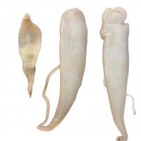 豆仁膠 豆仁公膠豆仁花膠 豆仁魚膠魚肚豆仁膠410頭左右豆仁公膠