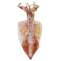 野生海捕燒烤手撕淡干生曬北海魷魚(yú)干貨批發(fā)小大尤魚(yú)源頭廠家優(yōu)惠