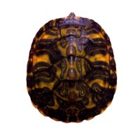 【火焰龜】紅腹寬紋龜苗深水觀賞龜寵物活物小烏龜招財龜擺攤批發