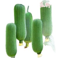 香嫩肉絲瓜種子早熟耐熱高產(chǎn)春夏四季農(nóng)家各種菜種子