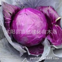 紫甘藍(lán)菜種包菜種籽菜種子籽種苗子紫包菜籽卷心菜大頭包心菜秧苗